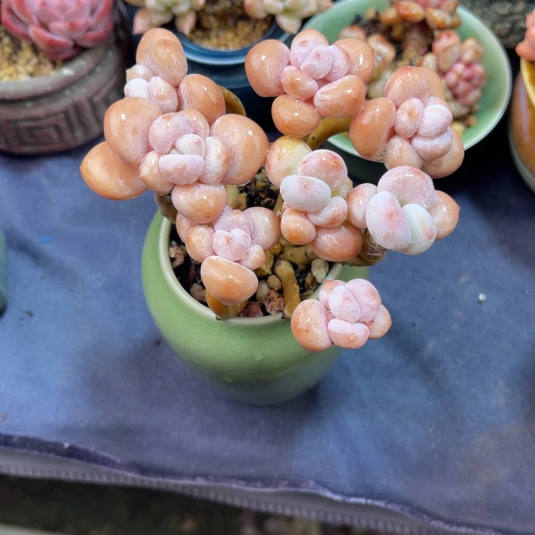 草***鹿香水洛神 九公分