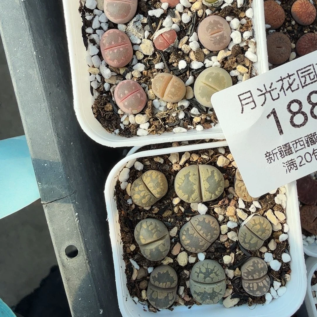 不用我送过去咯的咯188是