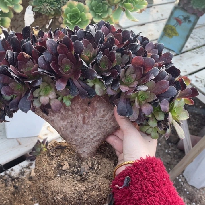 多肉葡萄多水果葡萄也要好好养