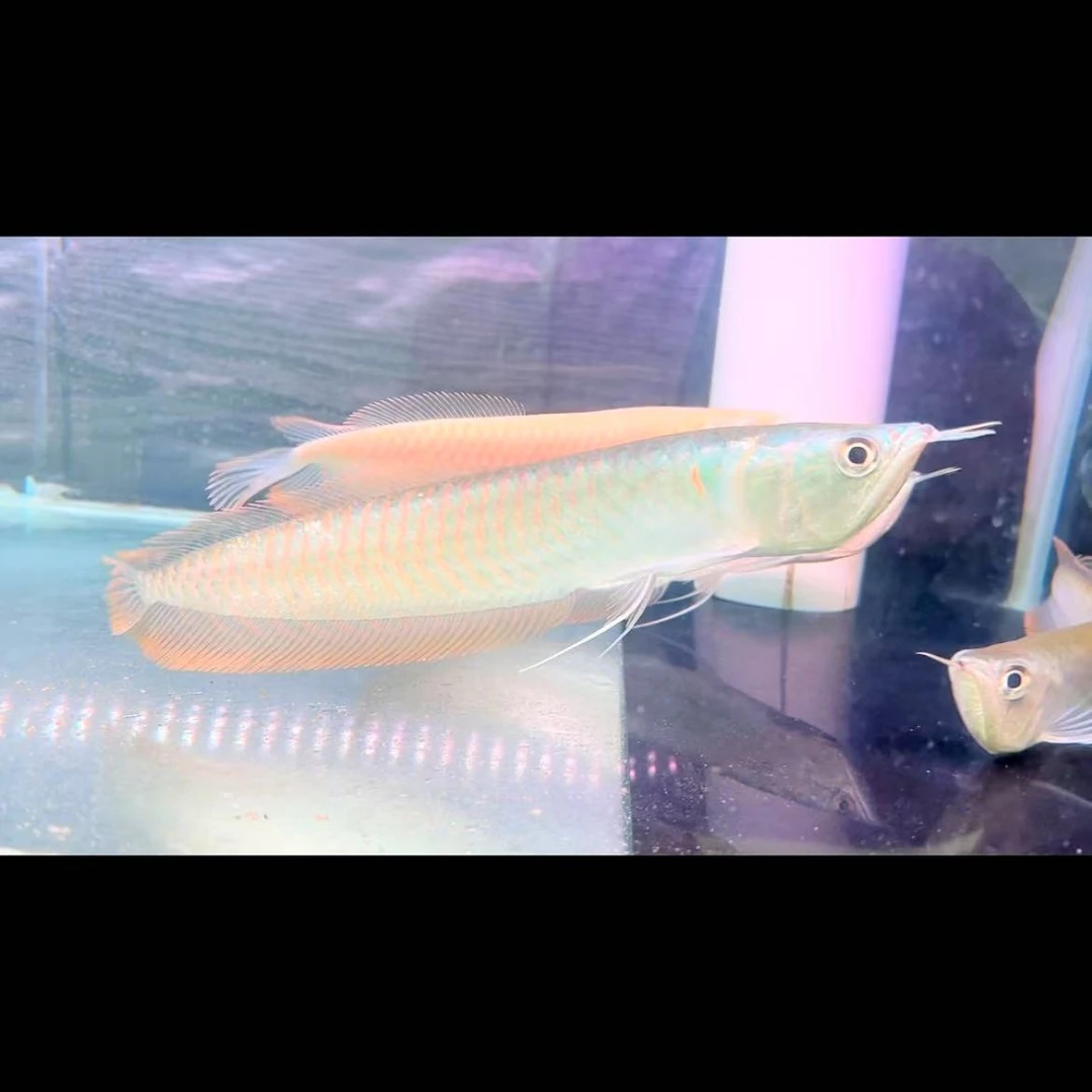七彩银龙鱼活体龙鱼苗热带淡水观赏鱼中大小型风水鱼红龙鱼金龙鱼