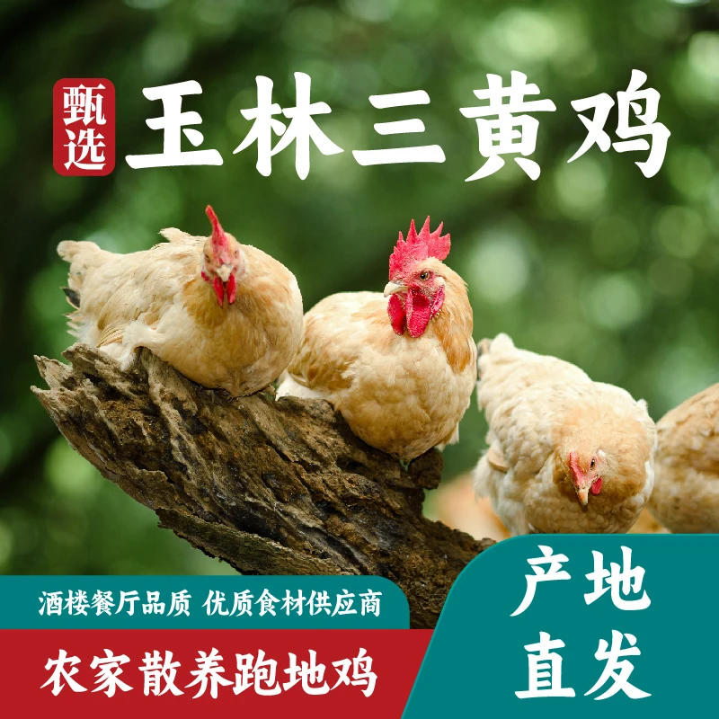 正宗农家散养150天生态老母鸡走地鸡土鸡三黄鸡新鲜不土包赔活鸡