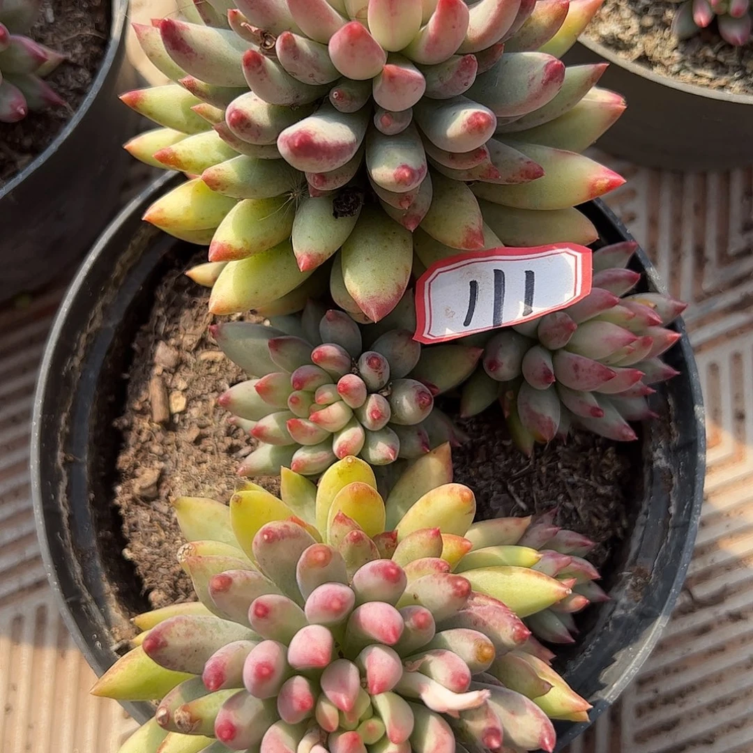 111号虞美人，一物一拍