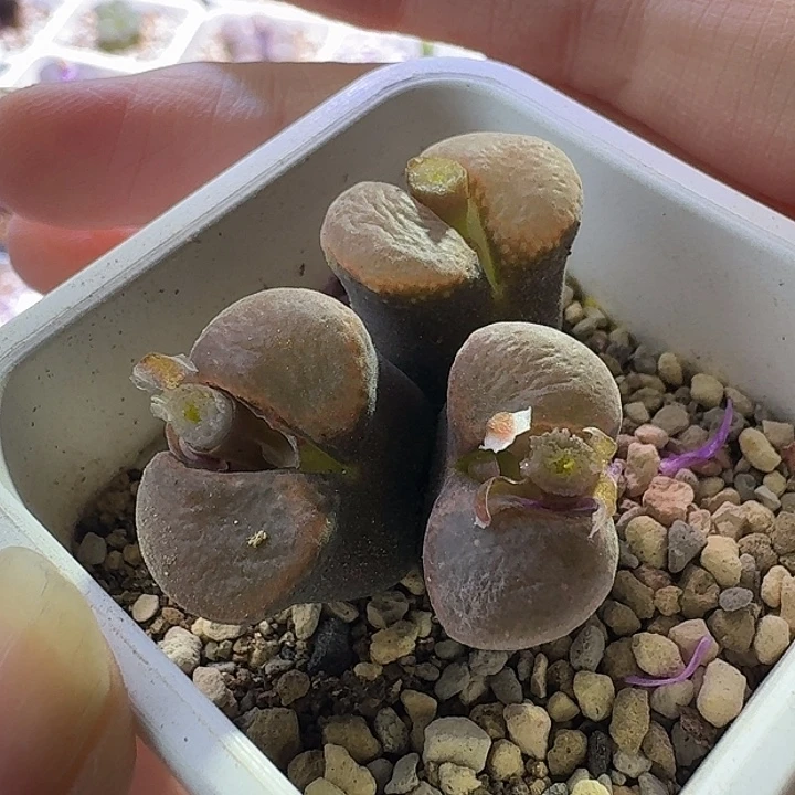 73号三头风铃一物一拍