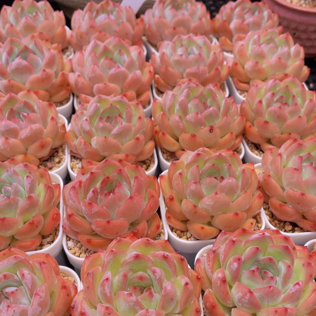 量拍8号 草莓杏仁单头一个