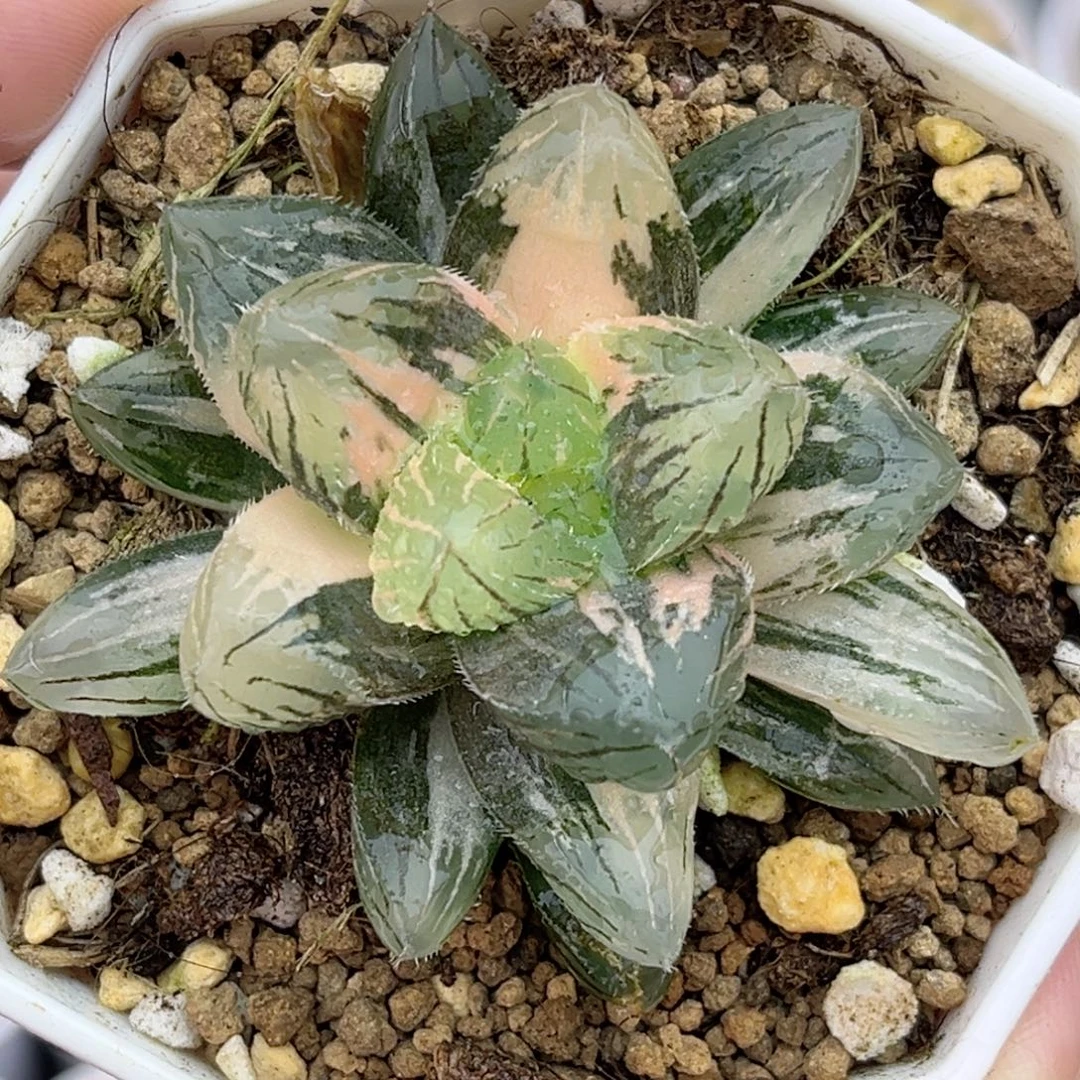 63刺线玉露锦福利专场