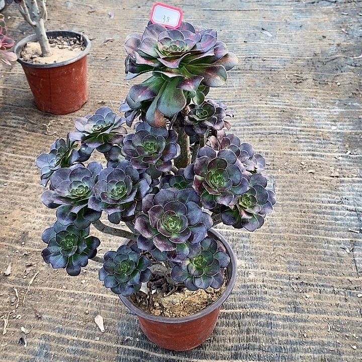 38，晚霞多肉法师多肉法师