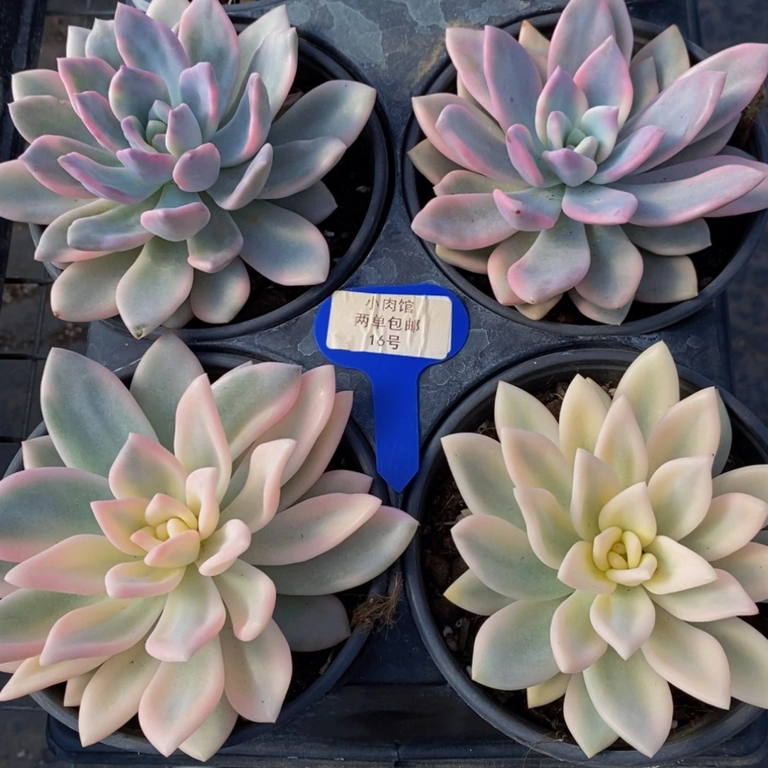 16-精品母本奥普锦大单头一个 福利