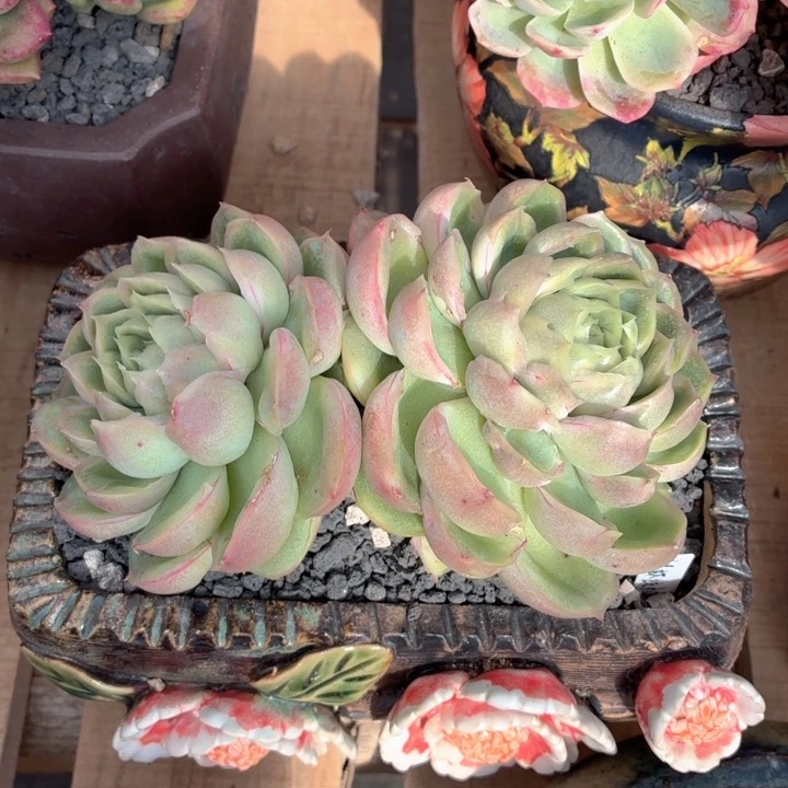 多肉植物 水晶虾饺-4