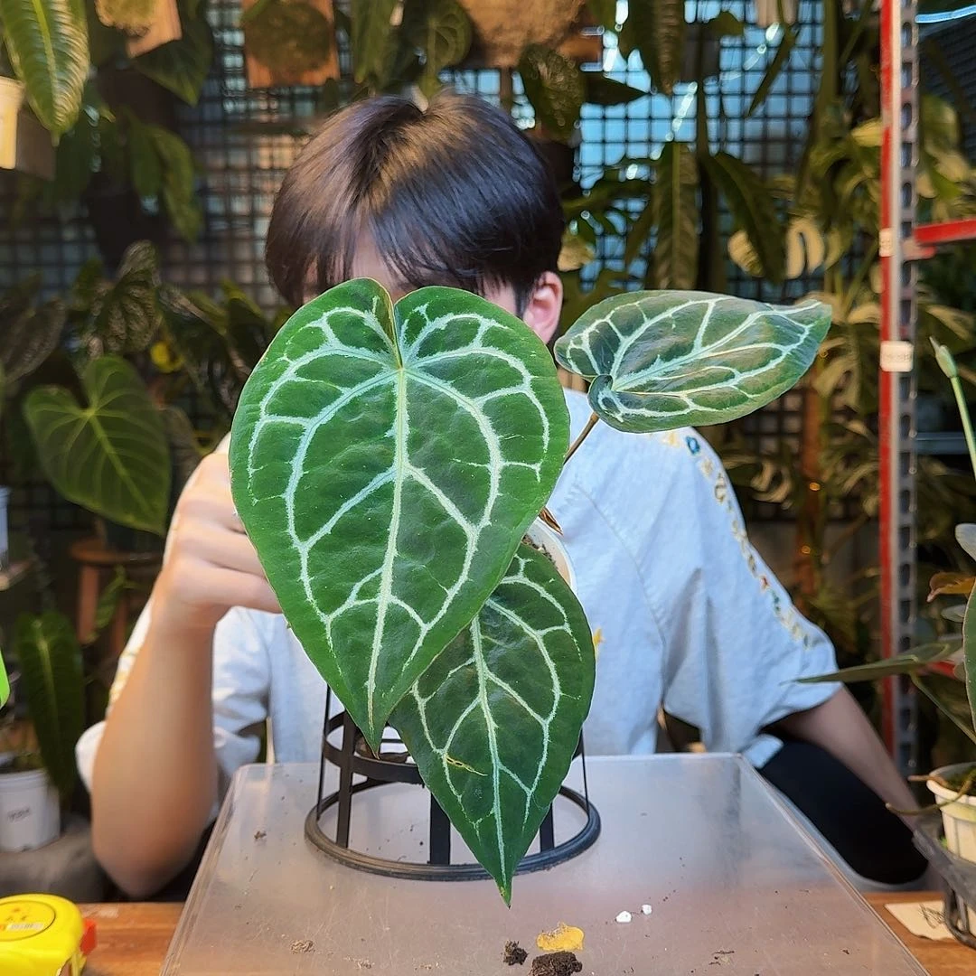 夏***默完全开放一物一拍B84