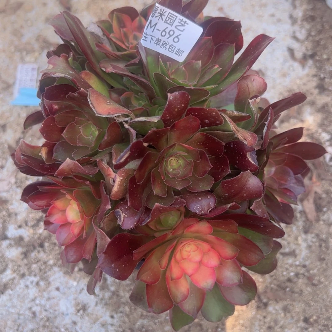 绍七彩老桩多肉植物696