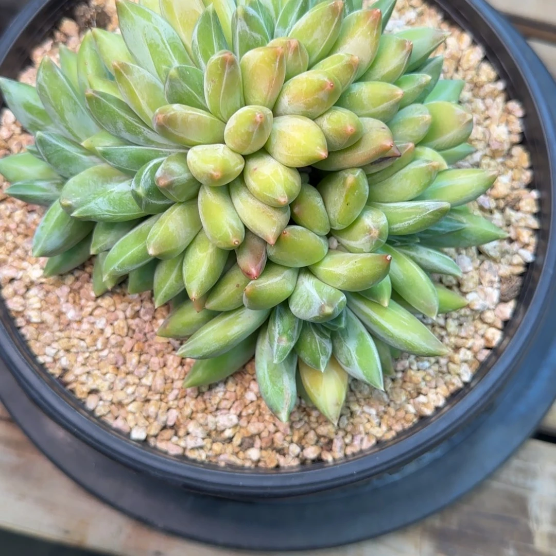重楼多肉植物多肉多肉
