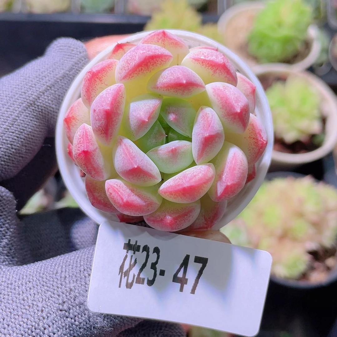 花利美23-47白桃汽水