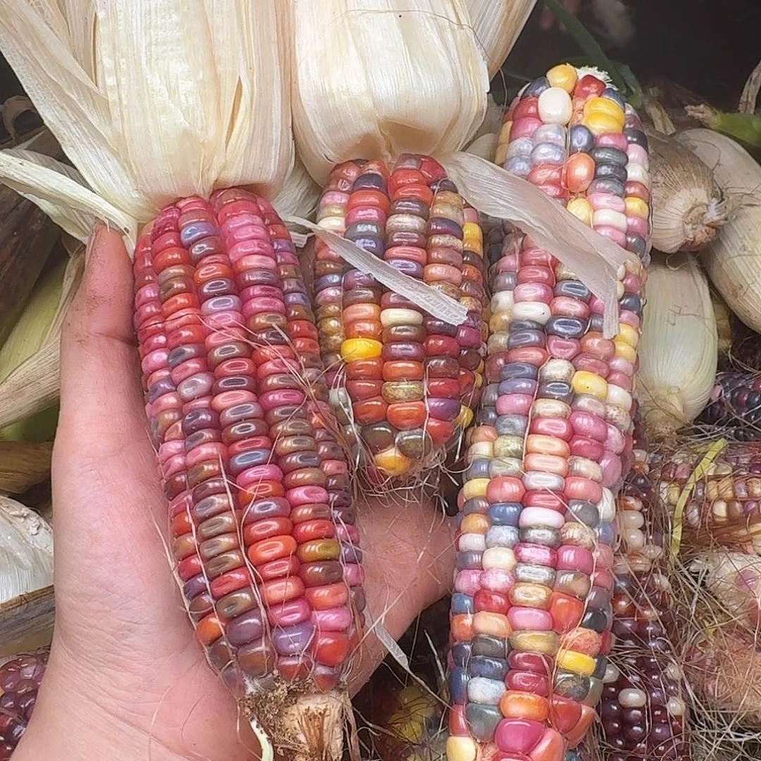 杨***子大叶紫檀（黑酸枝木类）