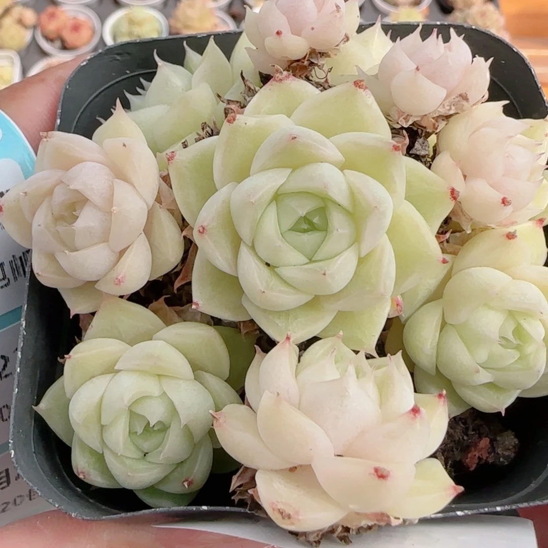 花语多肉1222-127开播福利散