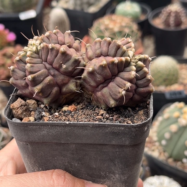 仙人球一物一拍自根