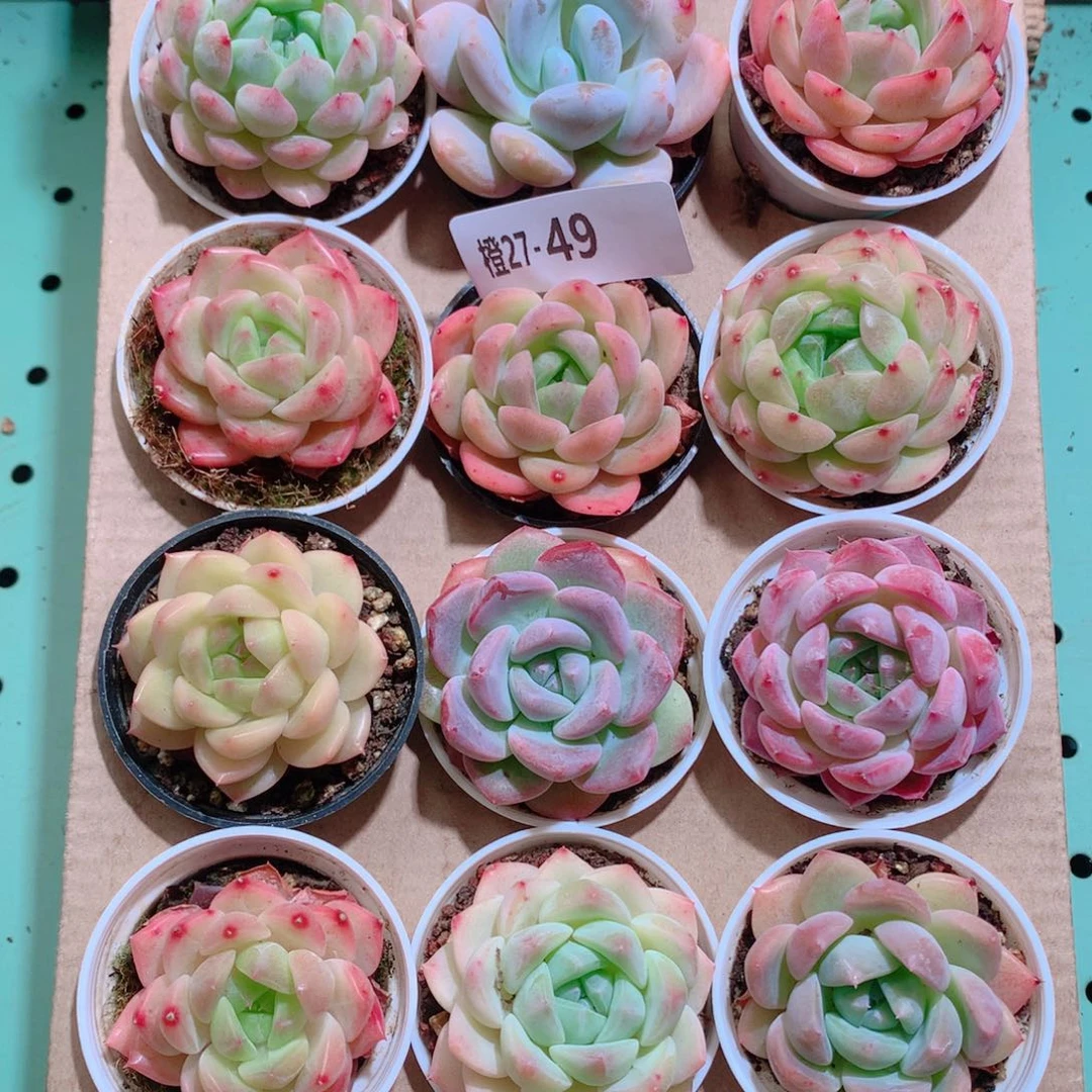 27-49一物一拍带盆18颗