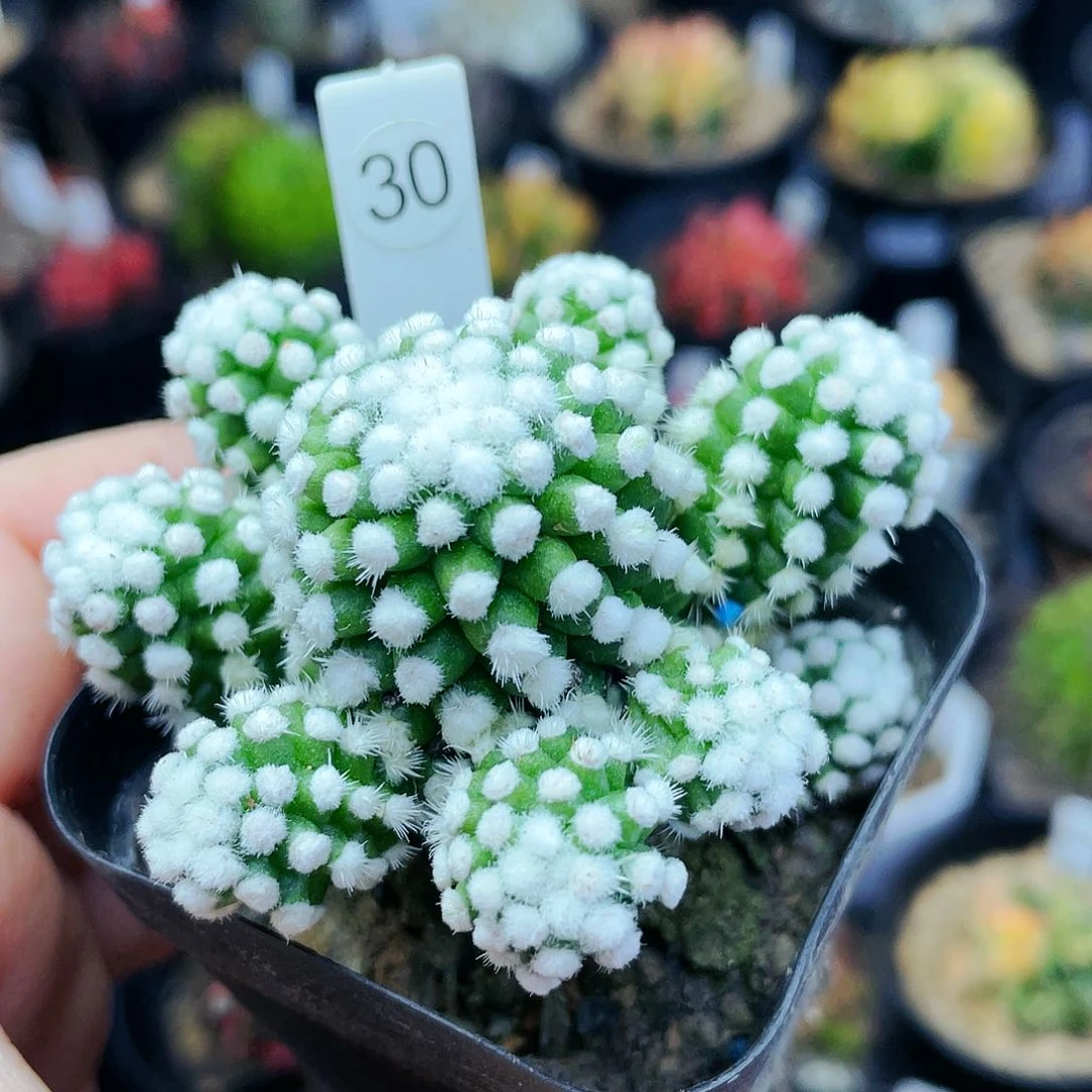 非偏远地区满25发货仙人球