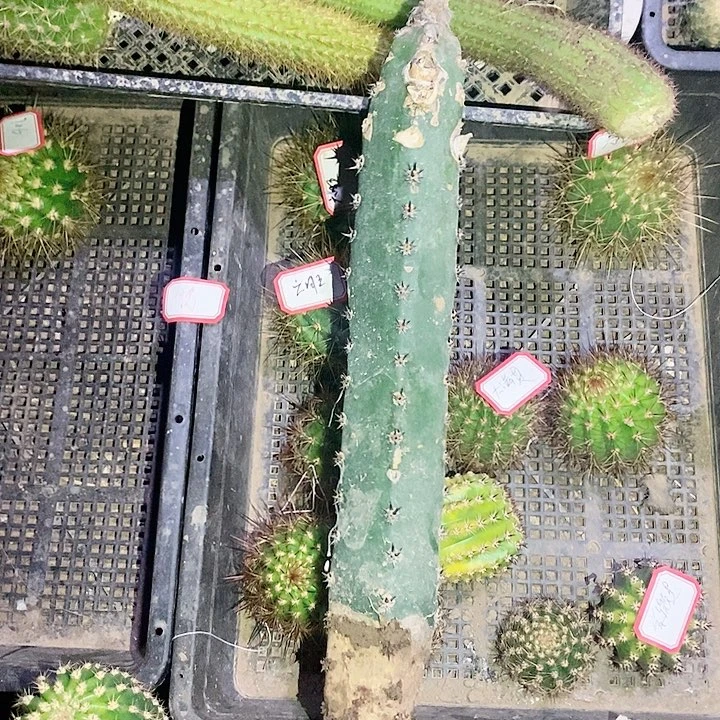 平****下袖蒲嫁接美度莎