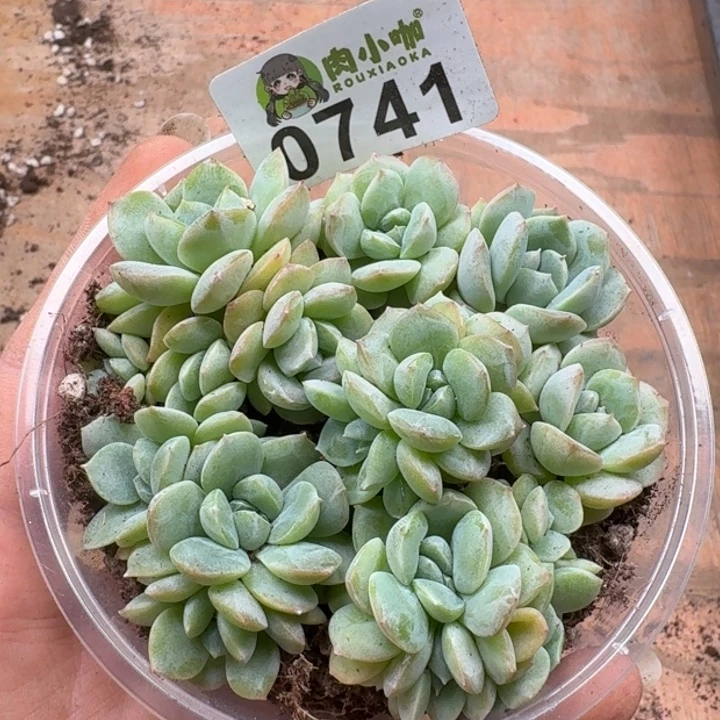 多肉植物多肉植物