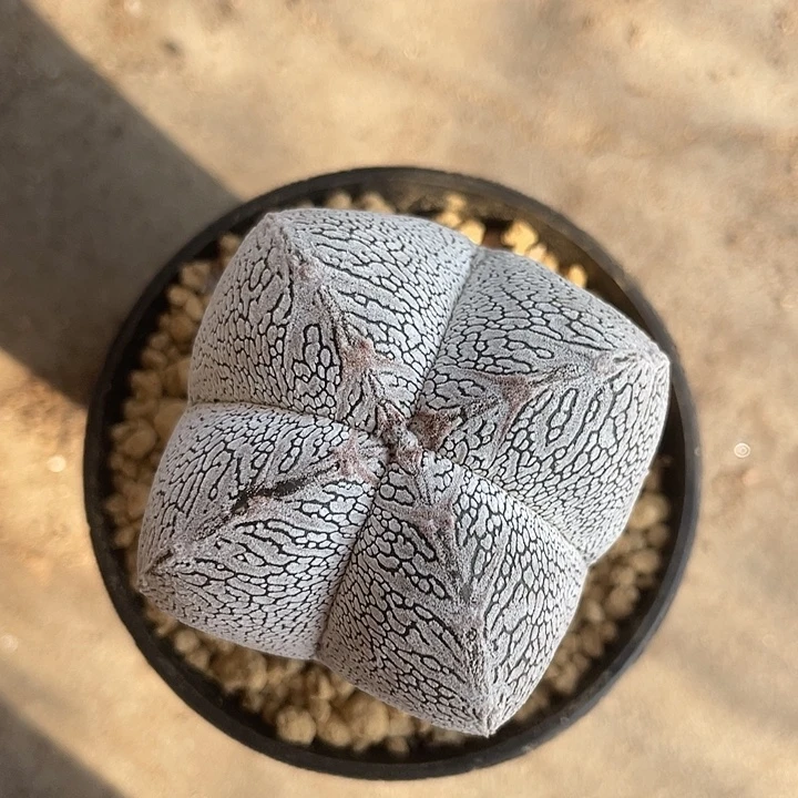 我***呢实生根恩种鸾凤玉仙人球一物一拍