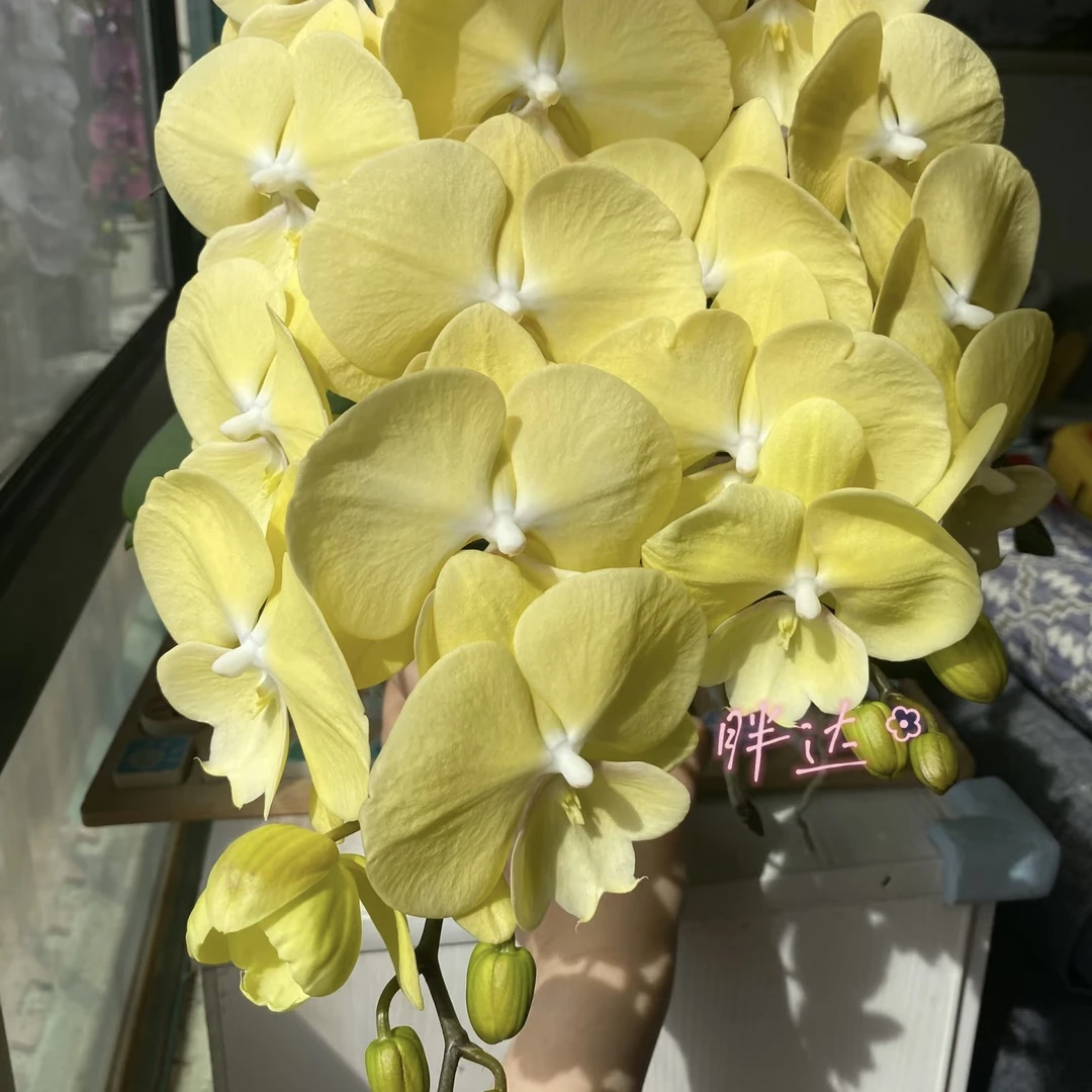 植趣【星月大舌头】奶黄控必入3.5加高出剑苗