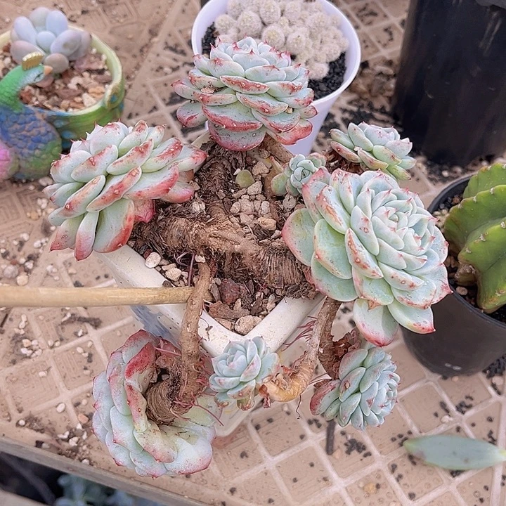 天鹅绒2749多肉植物