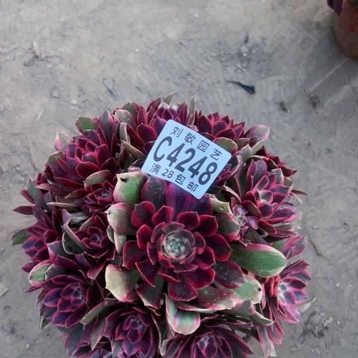 浣纱多肉植物法师法师4248