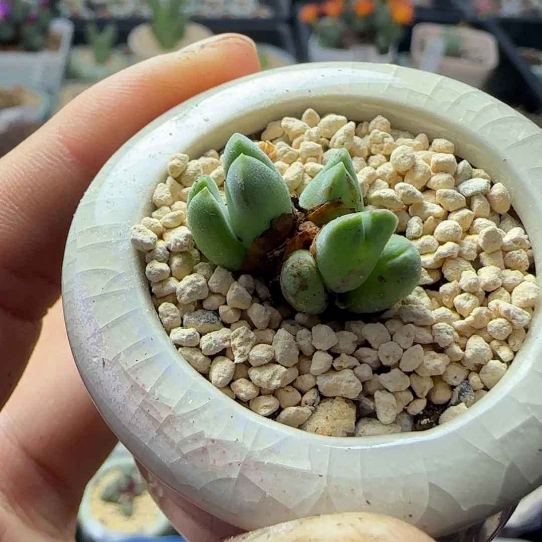 5862--一物一拍 带盆