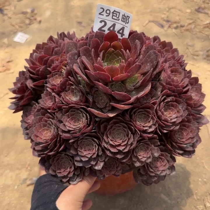 红魔……多肉植物……