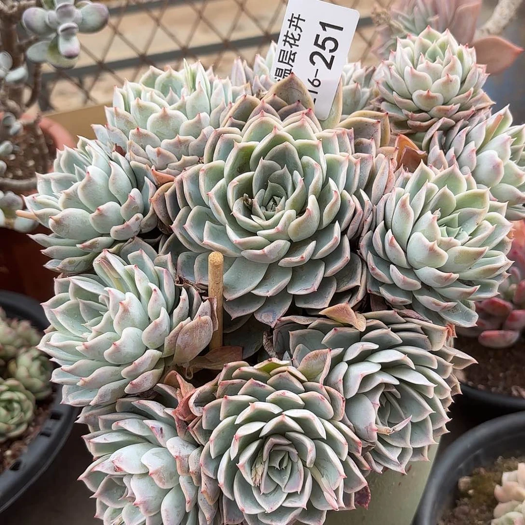 唐*红同温层多肉约瑟琳251