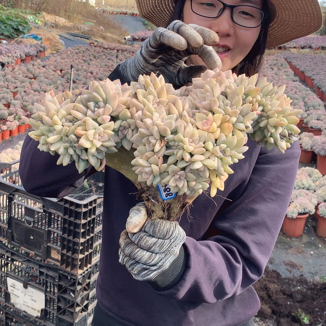 488 淡雪锦朵朵缀 一物一拍