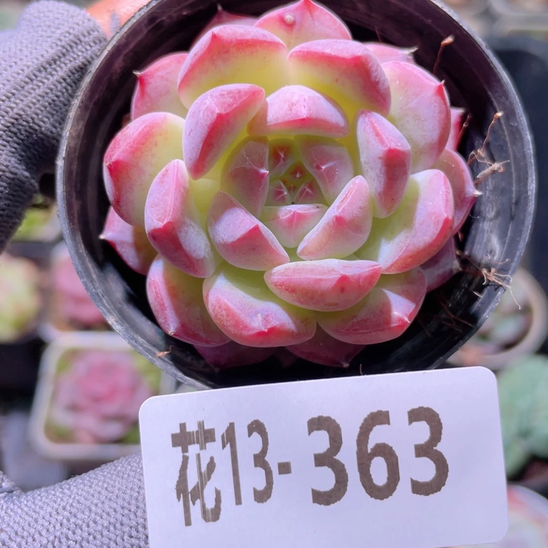 花利美13-363新品