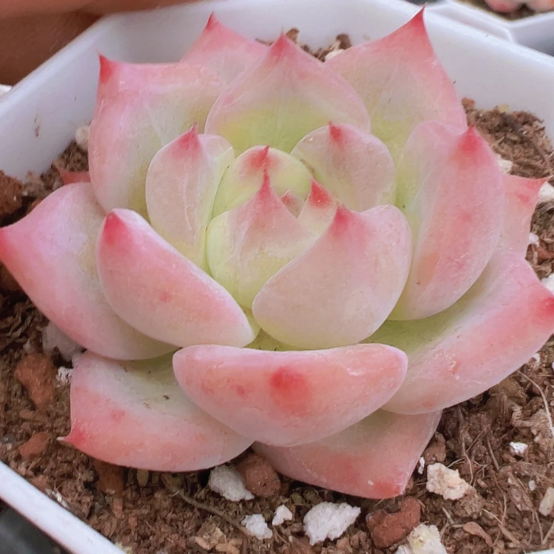 白拉糖19包邮多肉