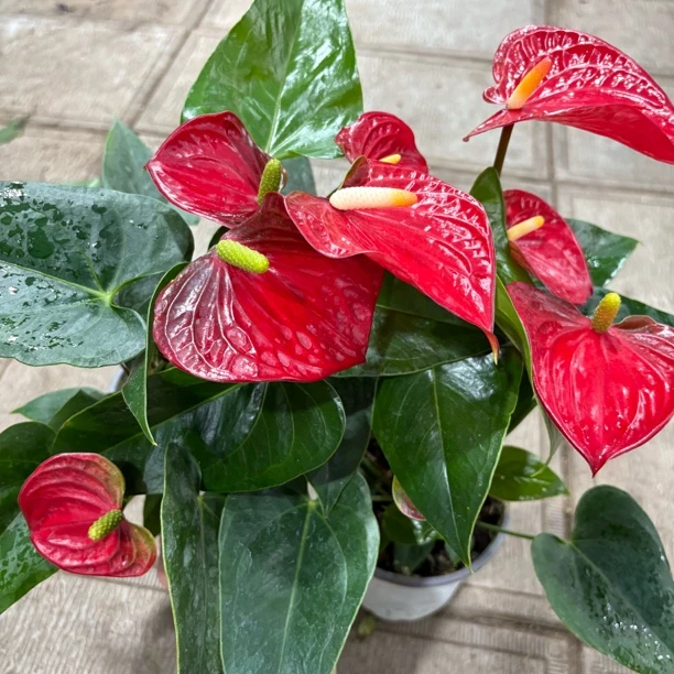 红掌酒红色到手一盆