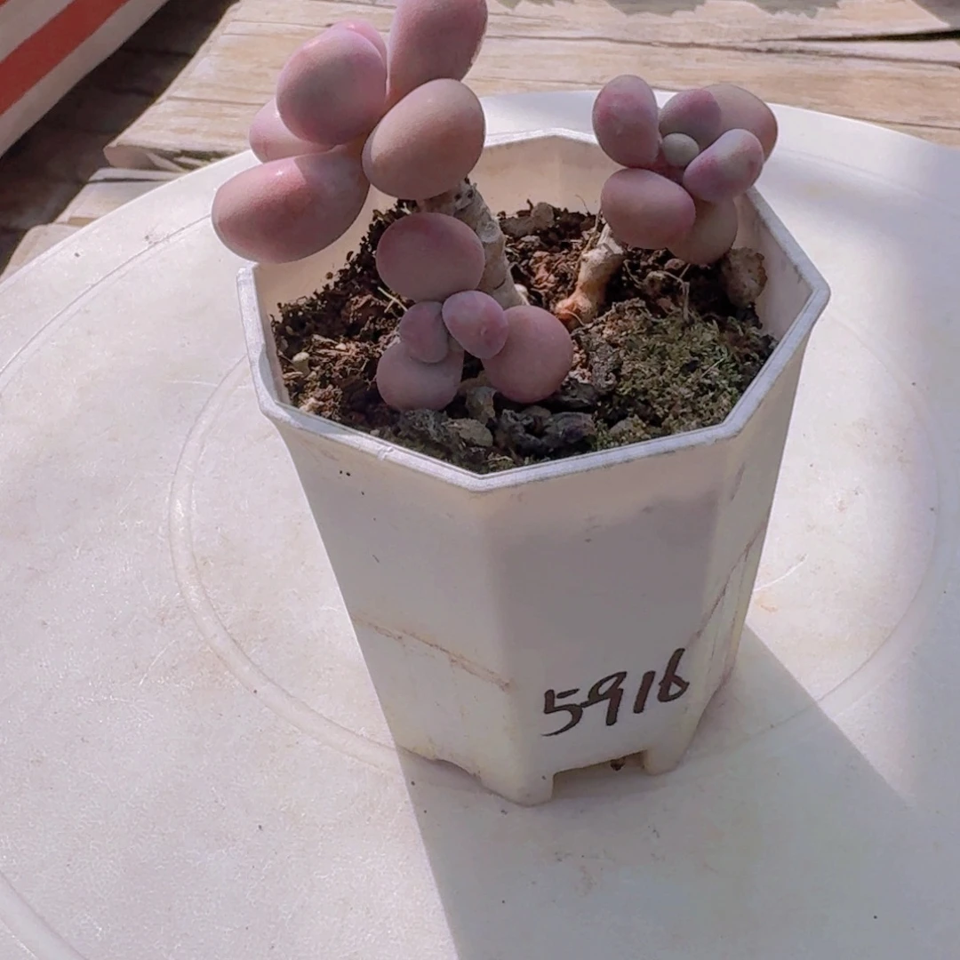 文***子一物一拍编号5916