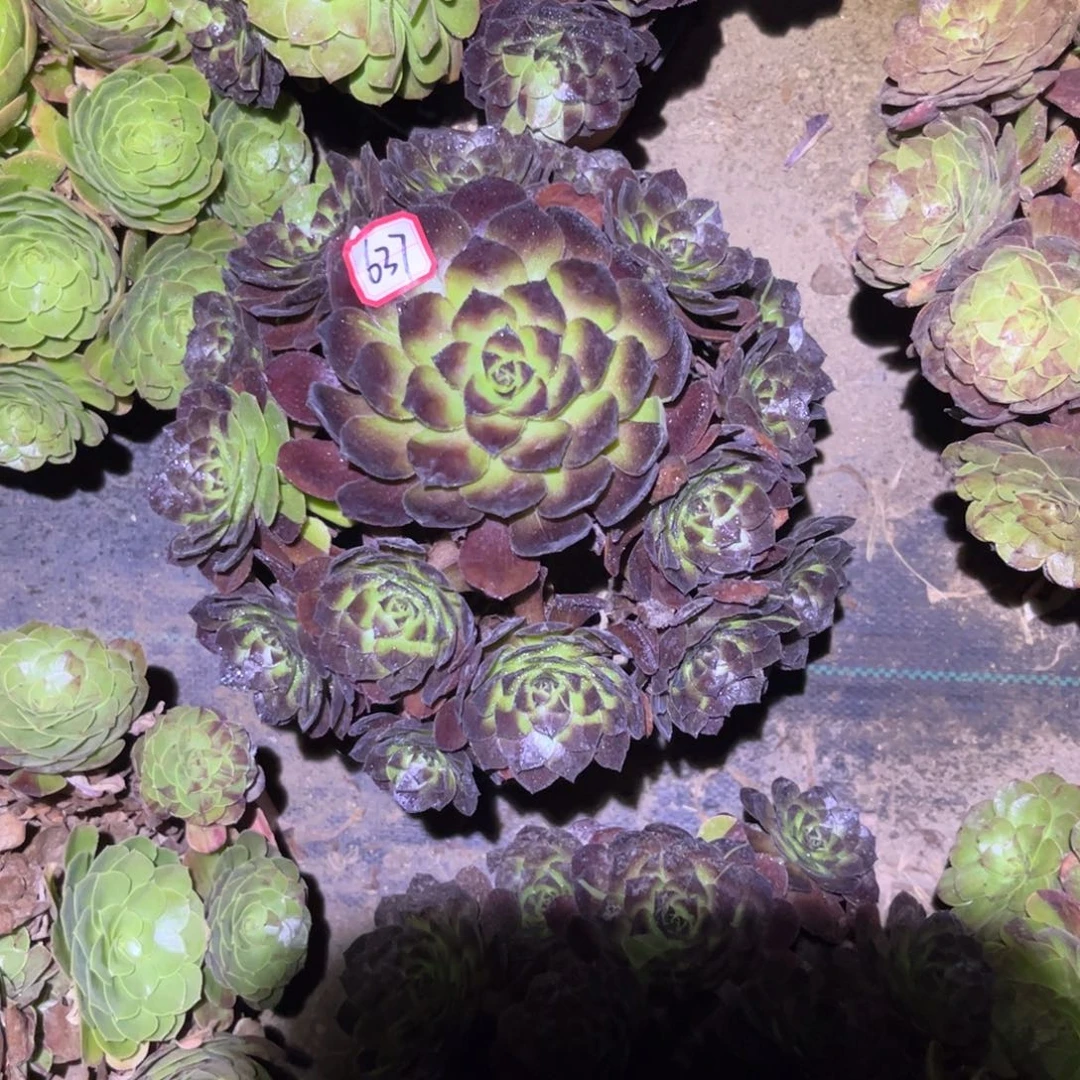 鑫***妈637多肉植物黑牡丹