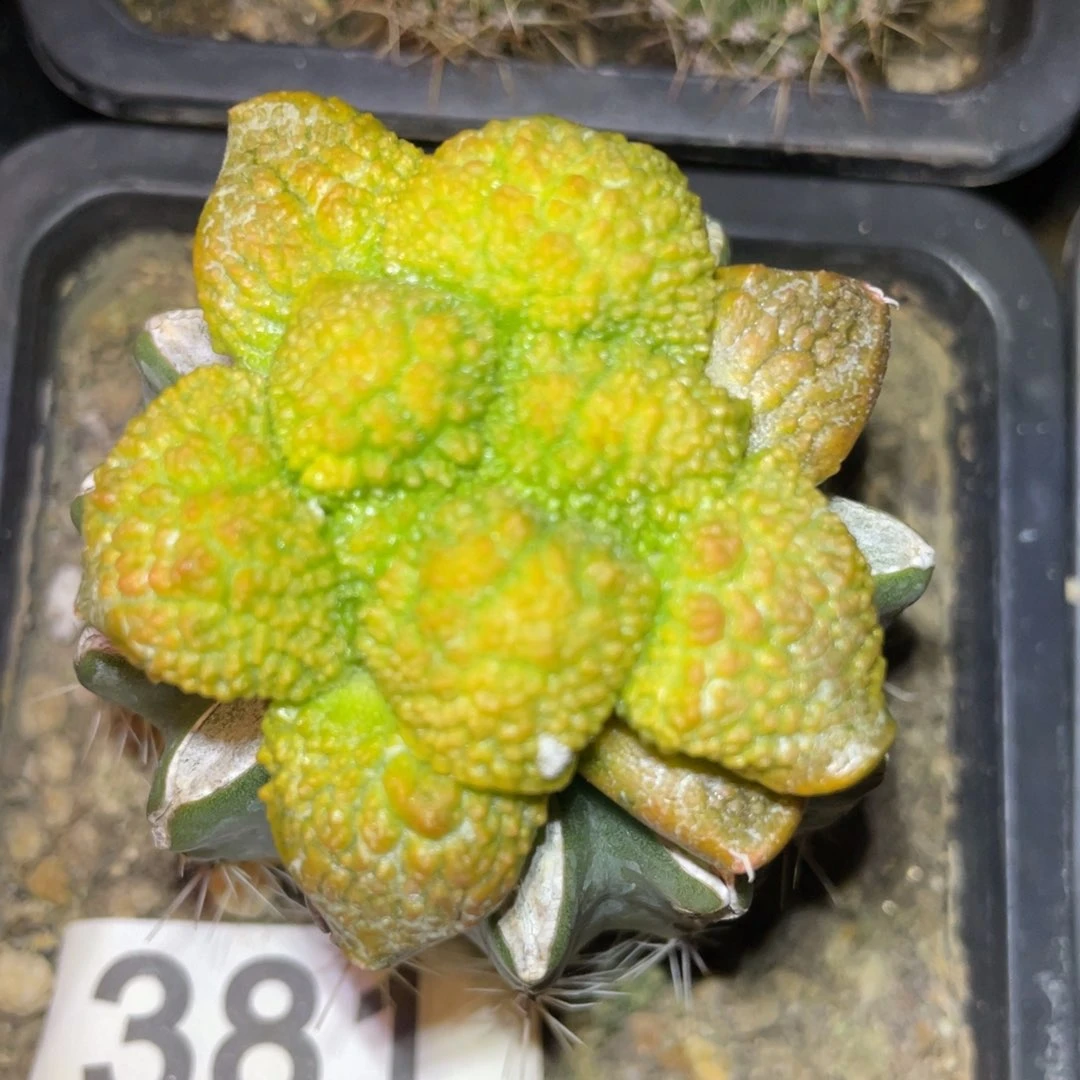 大型无毛 哥斯拉牡丹锦381
