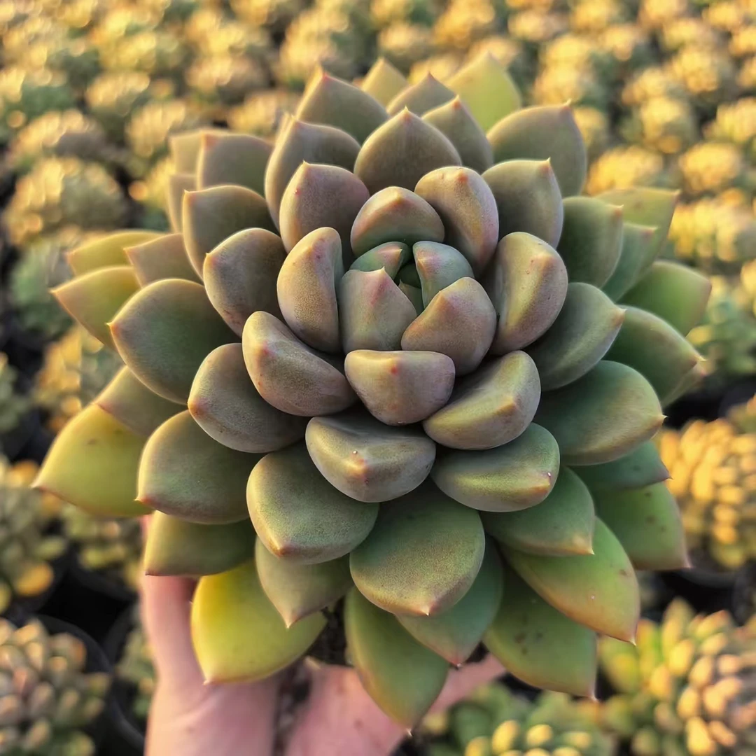 【红象牙】 多肉植物 绿植盆栽