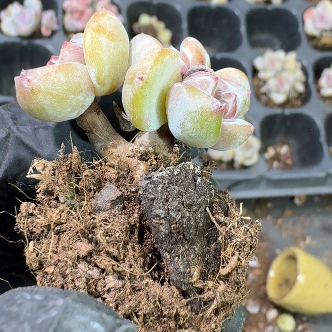 65 号到手1框江北多肉