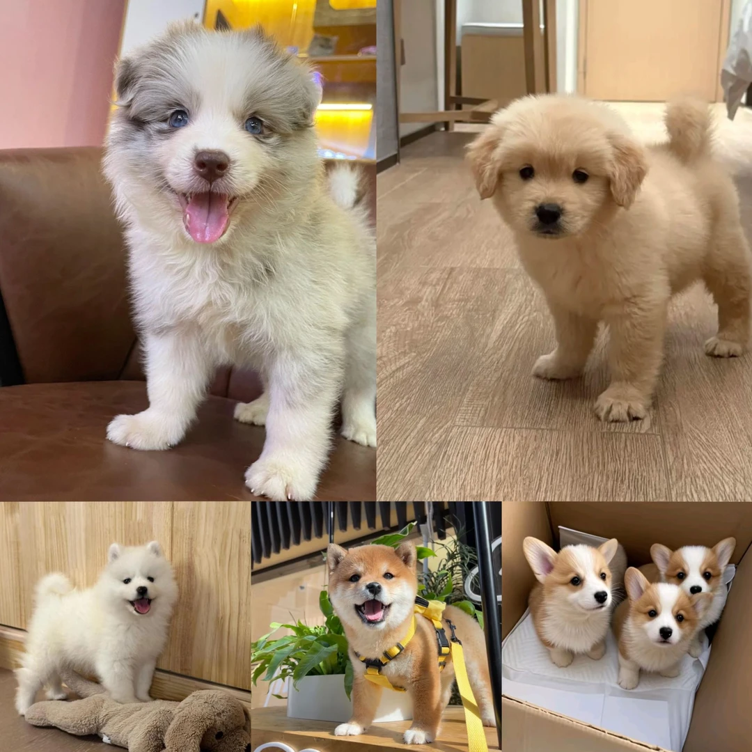 【太原卡兹宠全品类可爱狗狗】活体狗狗宠物幼犬