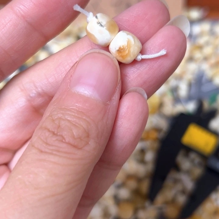 蜜蜡未镶嵌裸石8mm一对