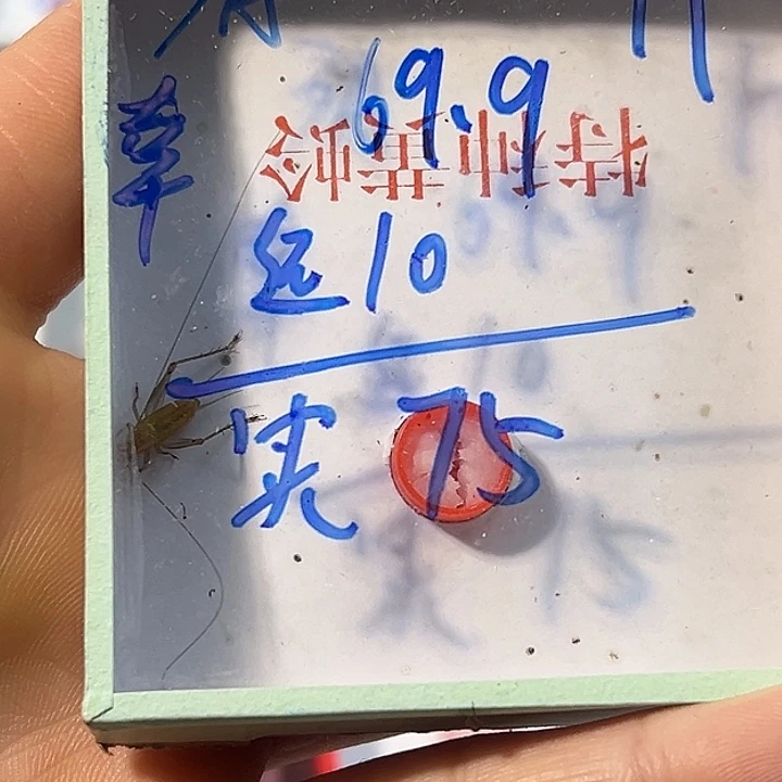 幸***铺蟋蟀蝈蝈我在外面吃饭呢