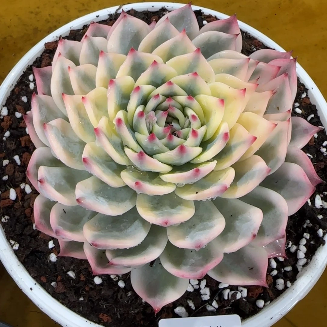 2056吉娃娃锦多肉植物的