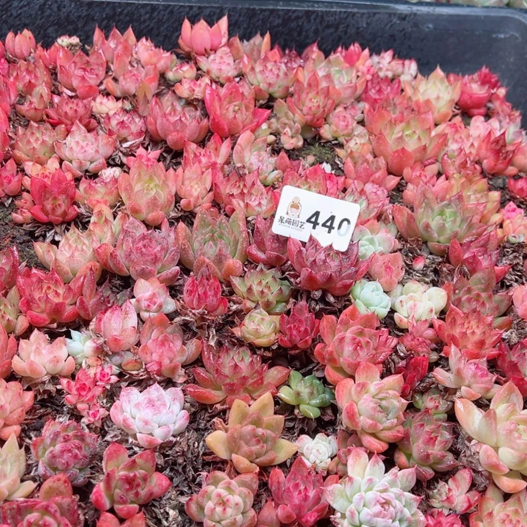 猎*多肉植物多肉植物