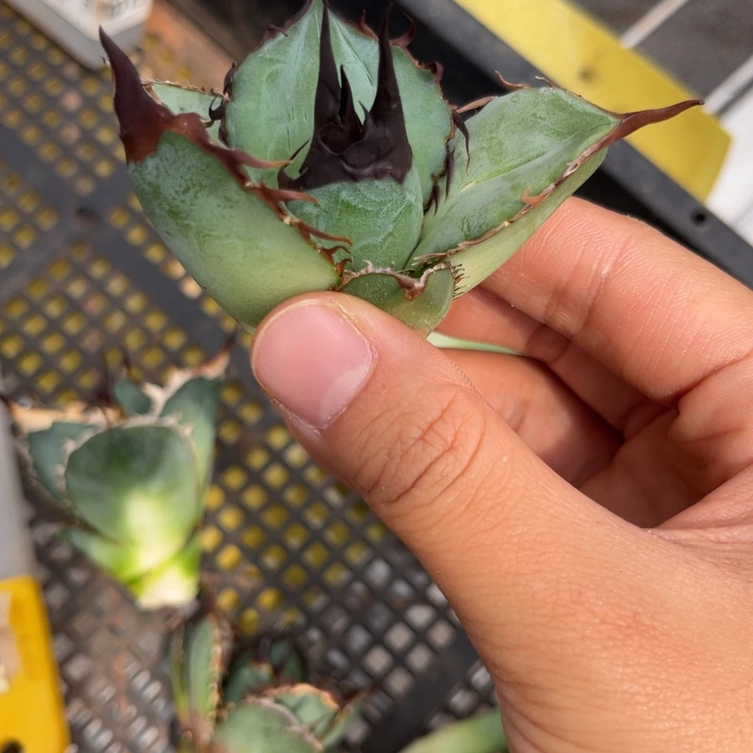 龙舌兰仁王冠芽子
