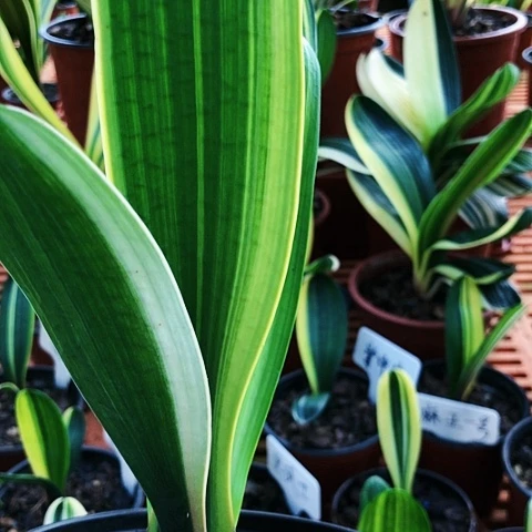 【闪购商品】吴*兰