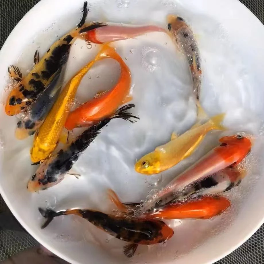 好养易活的淡水冷水观赏鱼适合新手8家到手10