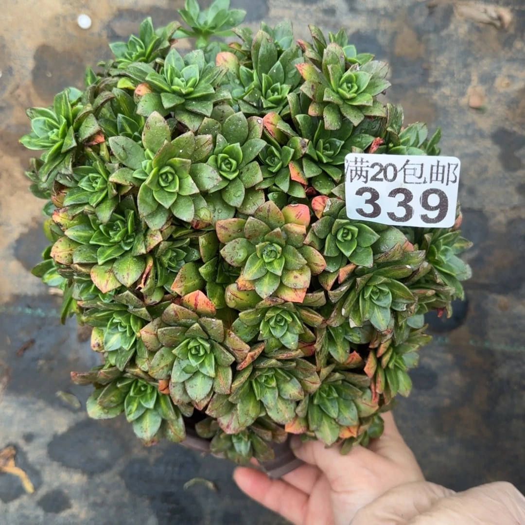 花茶339满20包邮断枝不包