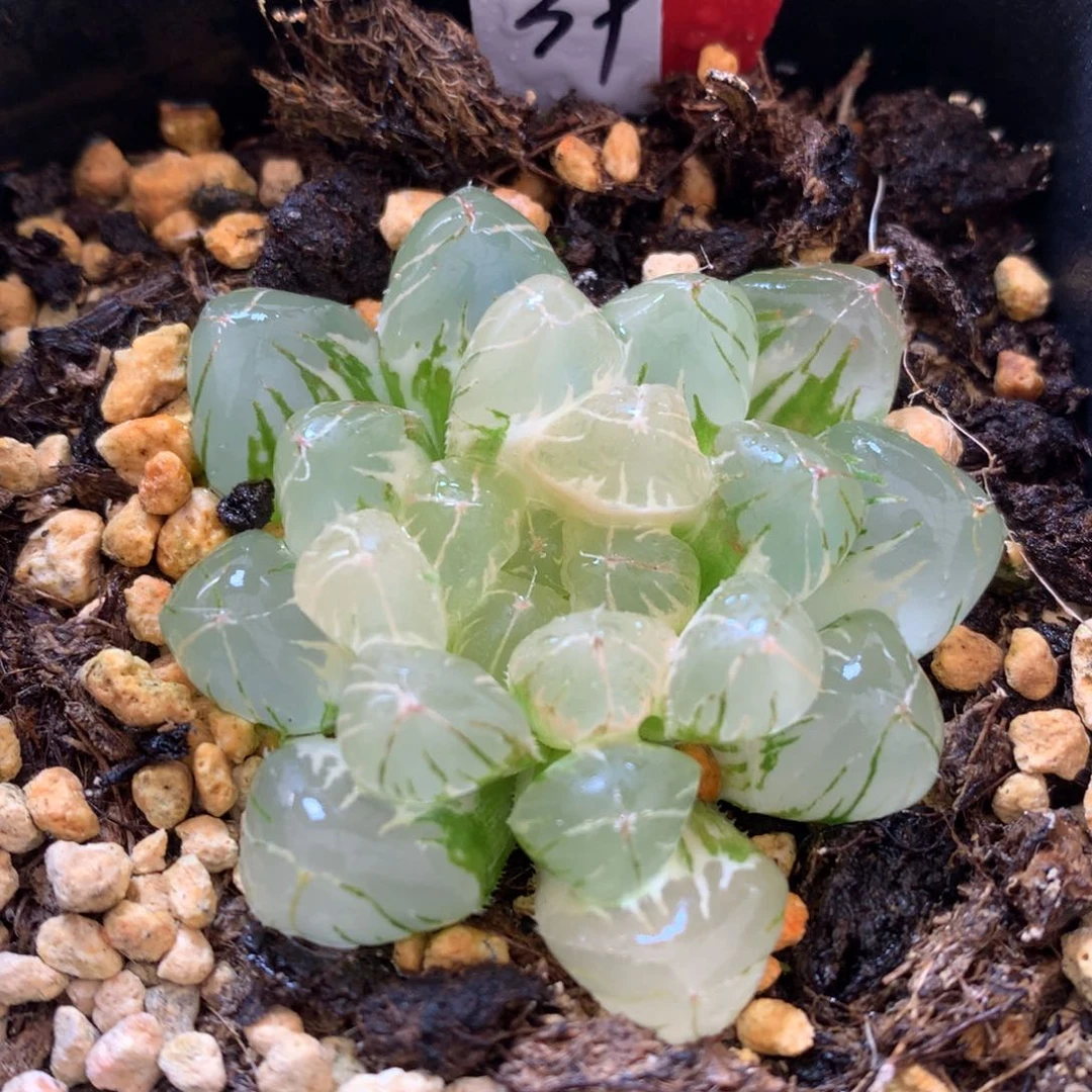 宫灯玉露锦，带盆发货
