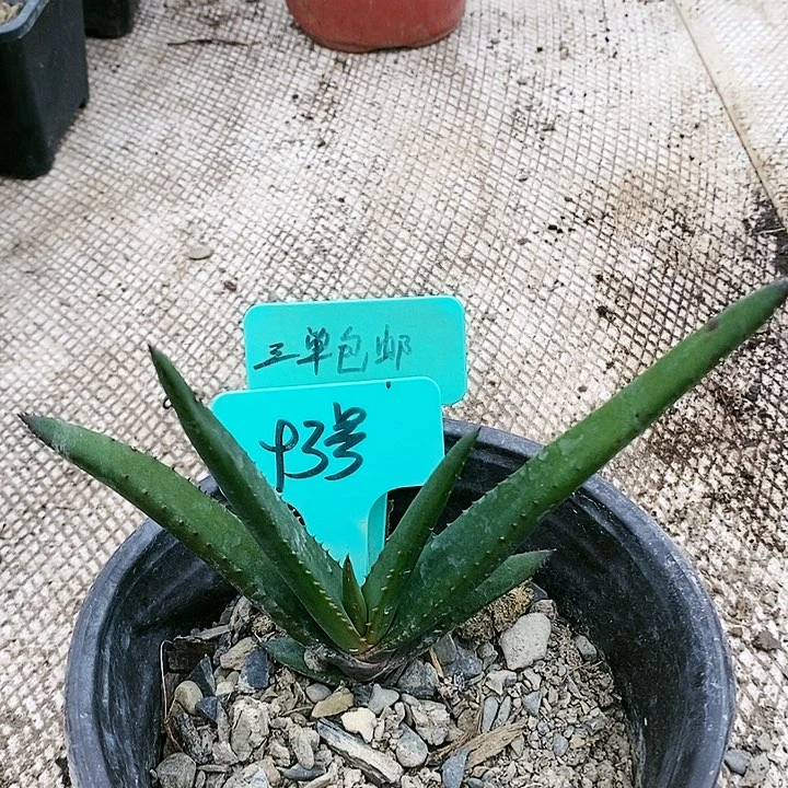 【闪购商品】无花朵黑太刀芦荟